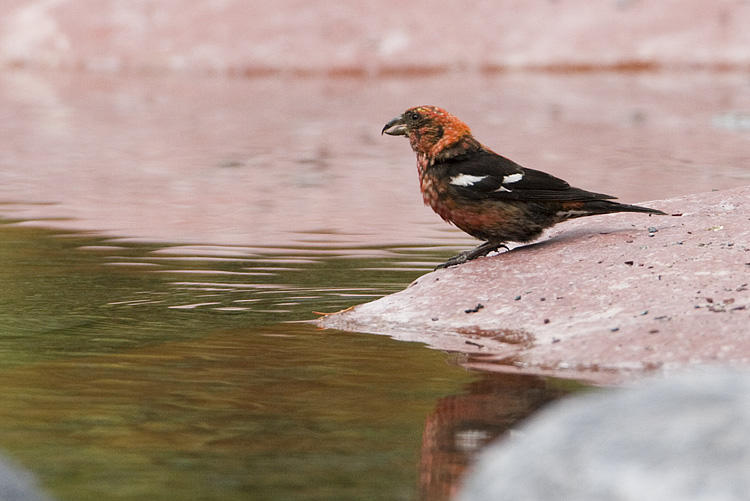 white-winged crossbill 083008_MG_5914