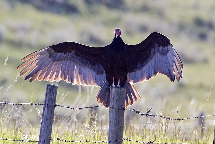 turkey vulture 070409_MG_2559