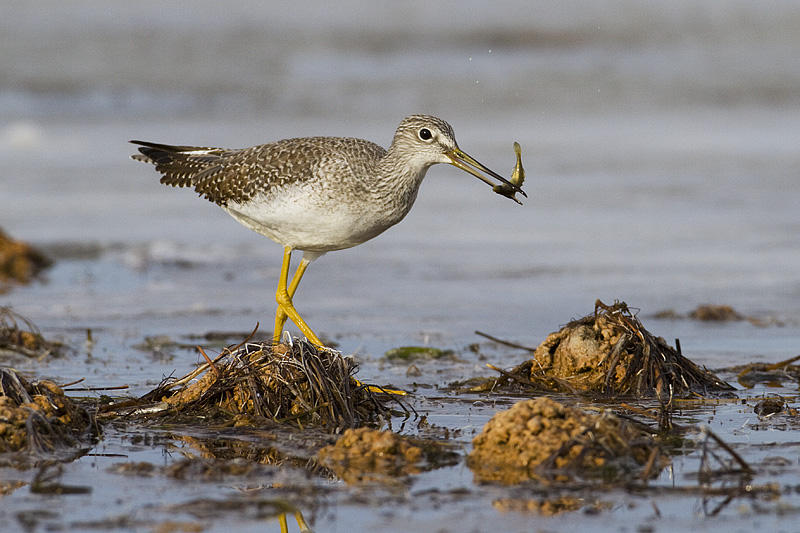 greater yellowlegs 101709_MG_9486