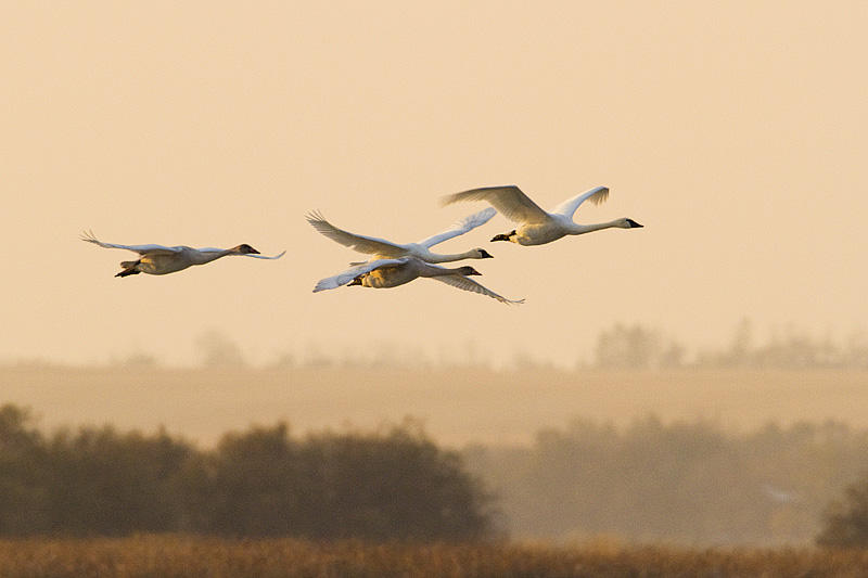 tundra swans 101509_MG_8366