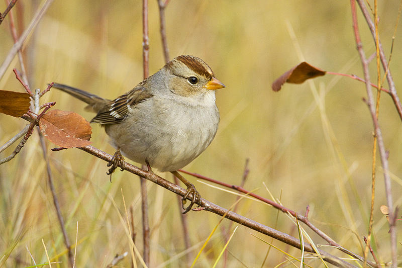 white-crowned sparrow 101909_MG_3436