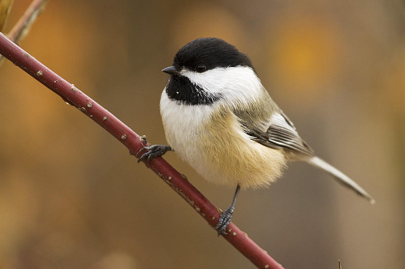 black-capped chickadee 103009_MG_6621