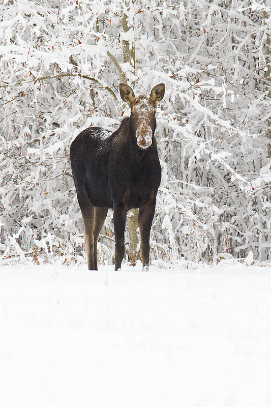 moose 012310_MG_8958