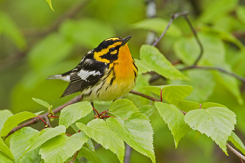 blackburnian warbler 060510_MG_8274
