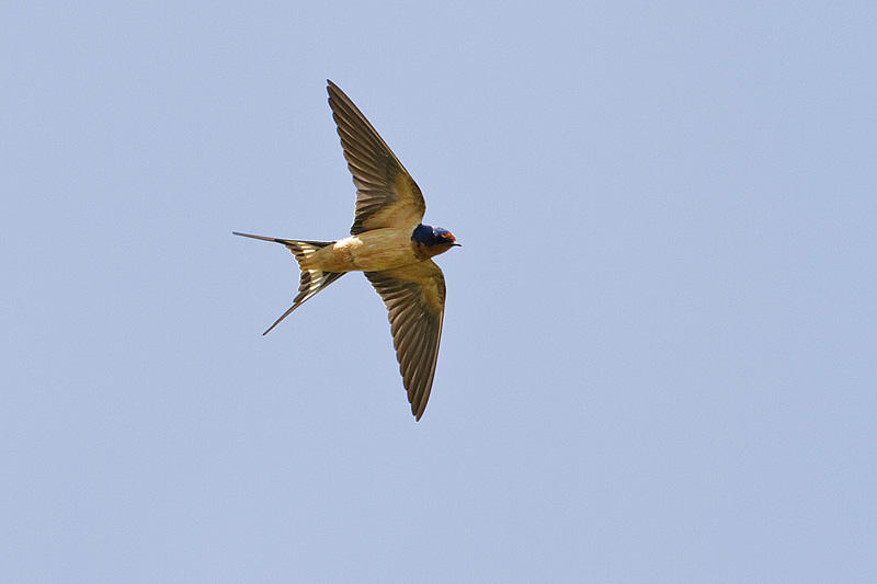 barn swallow 062710_MG_3994