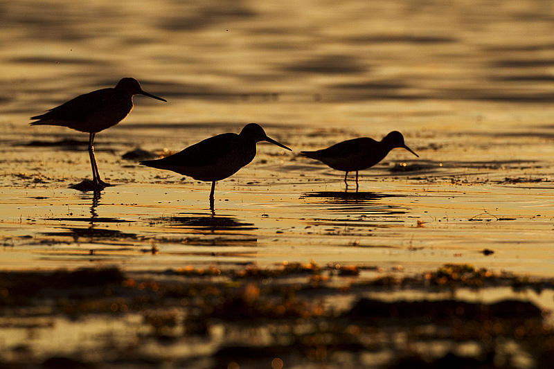 greater & lesser yellowlegs 090410_MG_0559