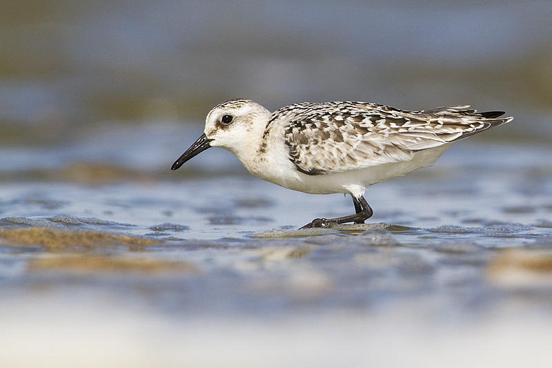 sanderling 090410_MG_0002