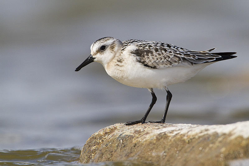 sanderling 090410_MG_0126
