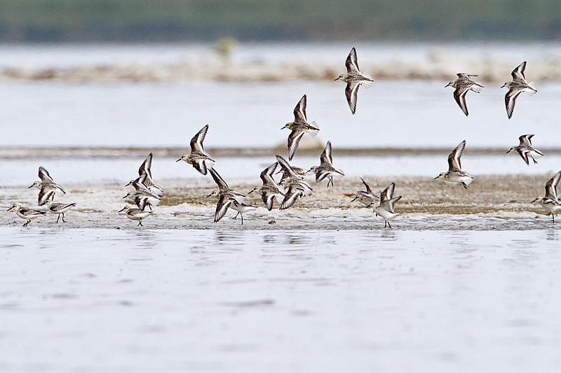 sanderling 090410_MG_0386