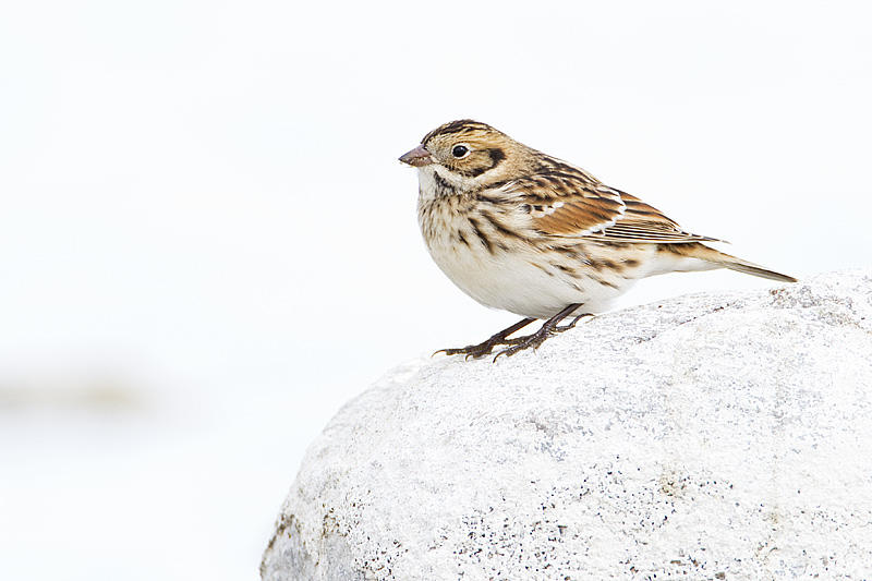 lapland longspur 091110_MG_1810