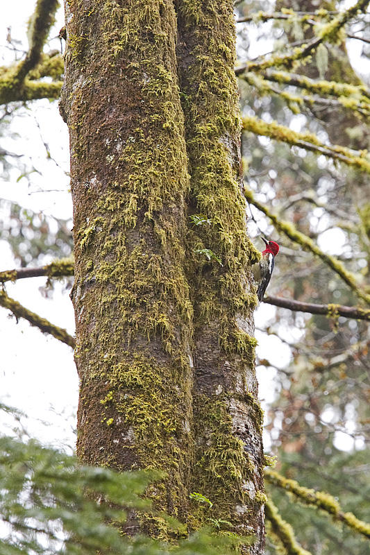 red-breasted sapsucker 041011_MG_1426