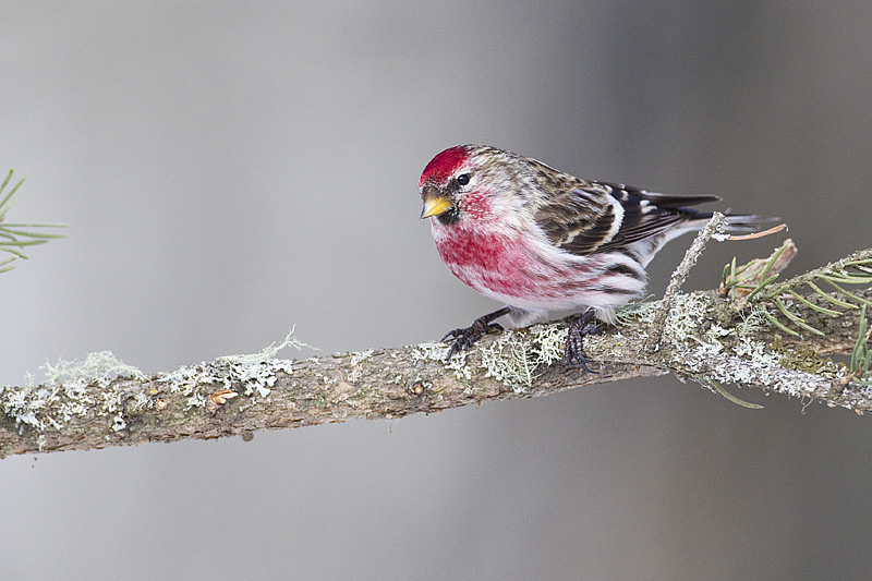 common redpoll 022413_MG_8169 