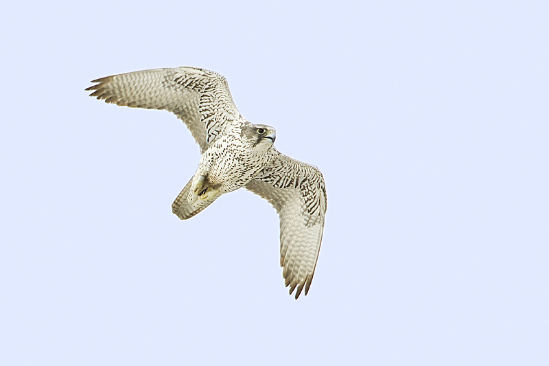gyrfalcon 022613_MG_8452 