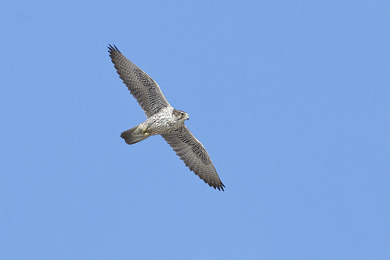 gyrfalcon 022813_MG_8994 