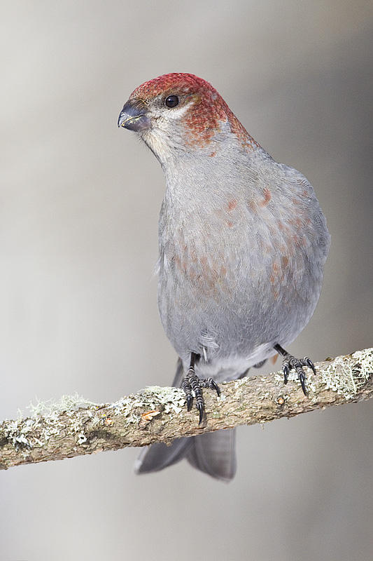 pine grosbeak 022413_MG_8061 