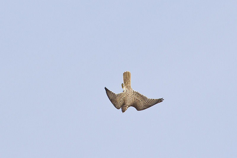 prairie falcon 022113_MG_7429 