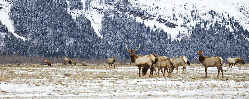 elk 041313_MG_5782 