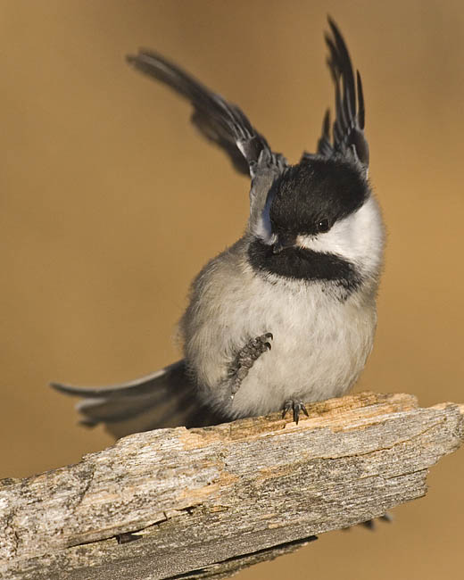 black-capped chickadee 0396