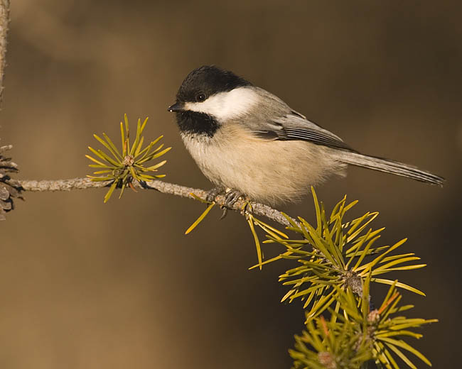 black-capped chickadee 0525