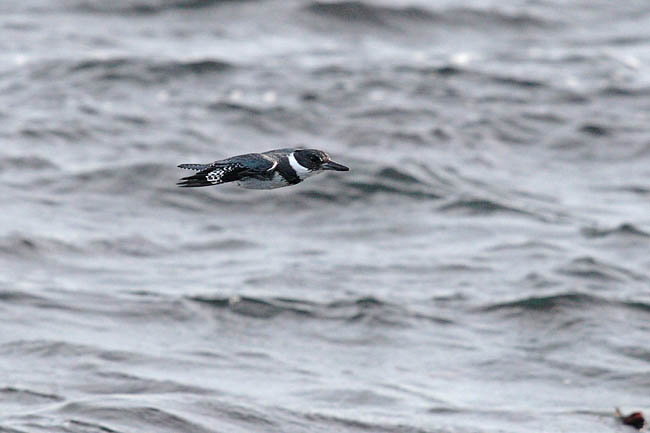belted kingfisher 1503