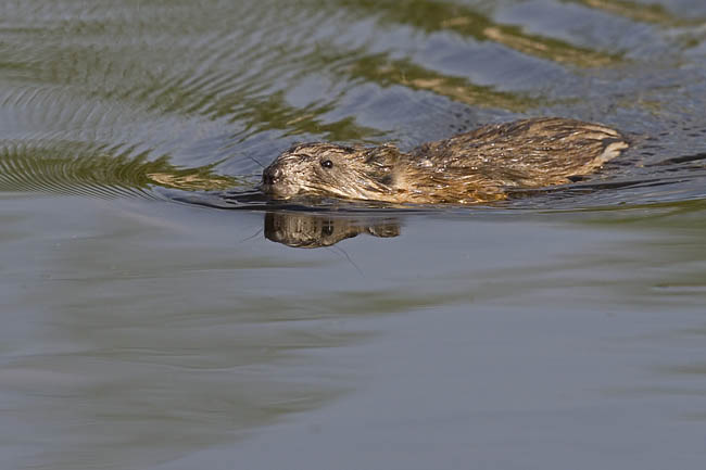 muskrat 051406_MG_1278