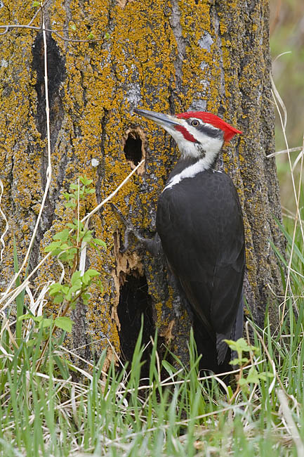 pileated woodpecker 051406_MG_1058
