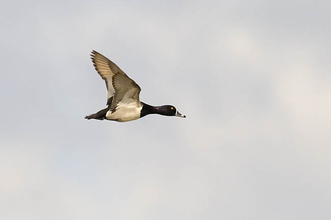 ring-necked duck 051406_MG_0952
