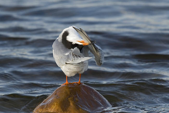 forsters tern 052406_MG_0060