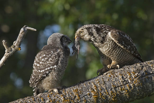 northern hawk owl 060406_MG_1537