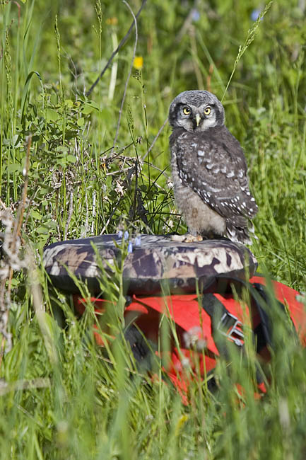 northern hawk owl 060406IMG_8820