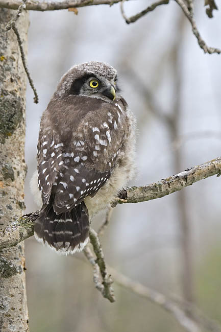 northern hawk owl 061106_MG_0953