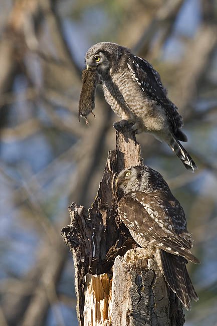 northern hawk owl 062006IMG_0267