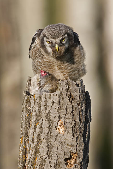 northern hawk owl 062006IMG_0301