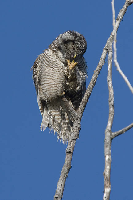 northern hawk owl 062406_MG_0078