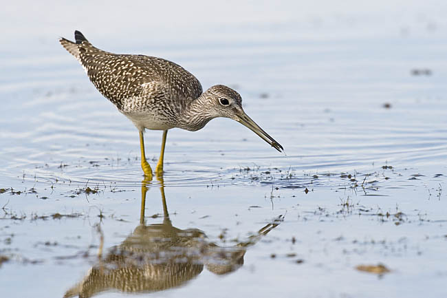 greater yellowlegs 072206_MG_1020