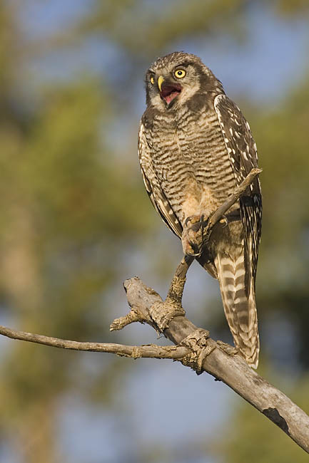 northern hawk owl 072106_MG_0805