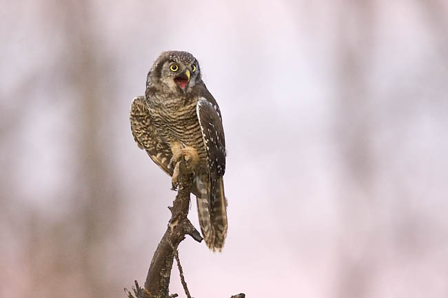 northern hawk owl 072106_MG_0998