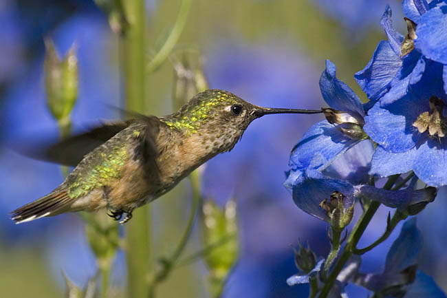 calliope hummingbird 080606_MG_0903