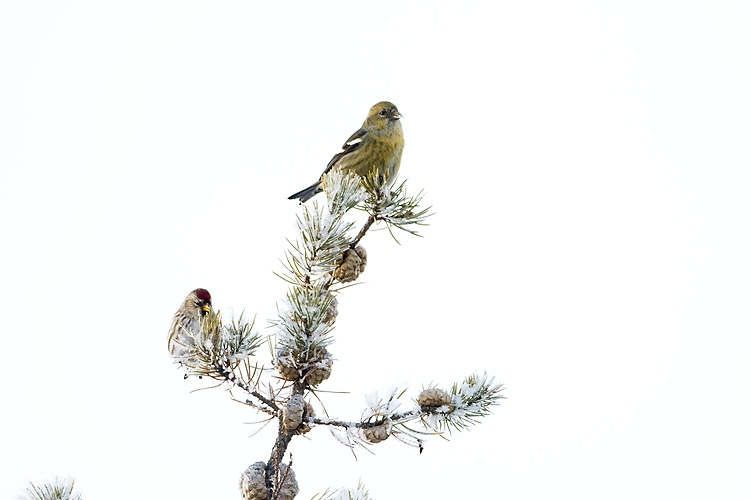 white-winged crossbill & redpoll 121807IMG_0819