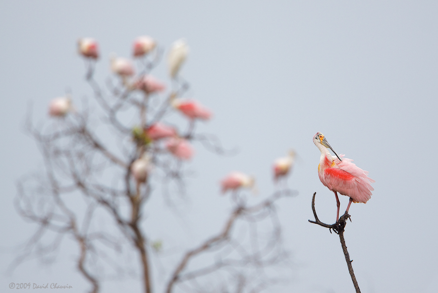 Roseate Spoonbill