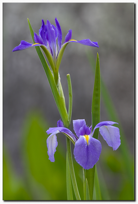 Wild Iris