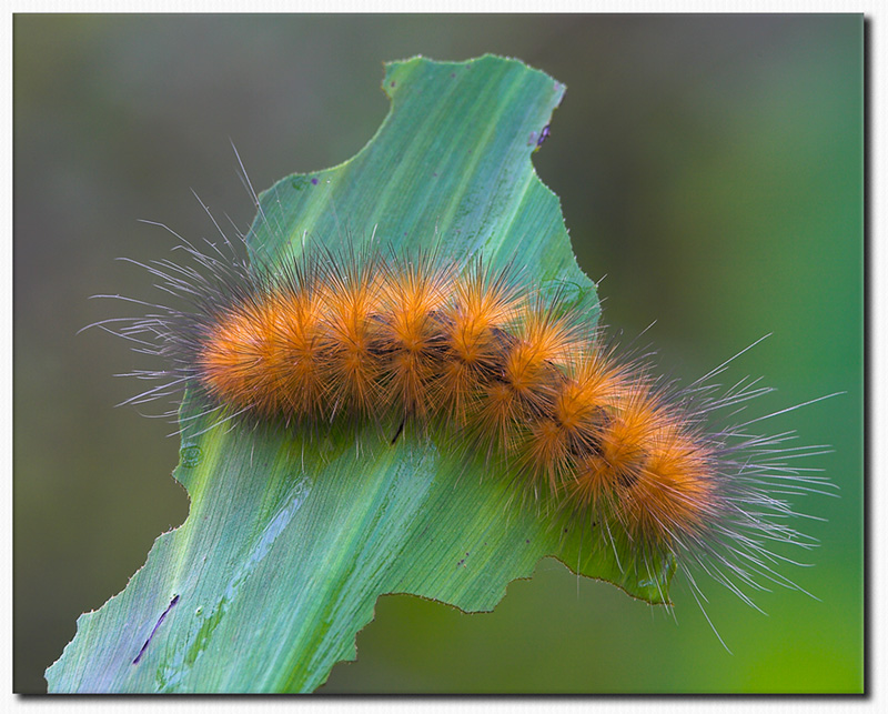 Caterpilar