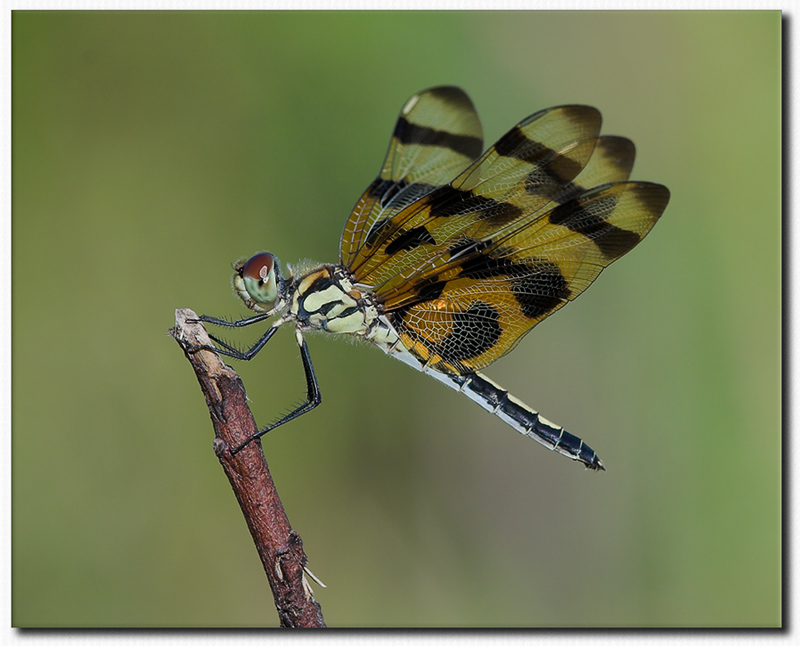 Another  Pennant
