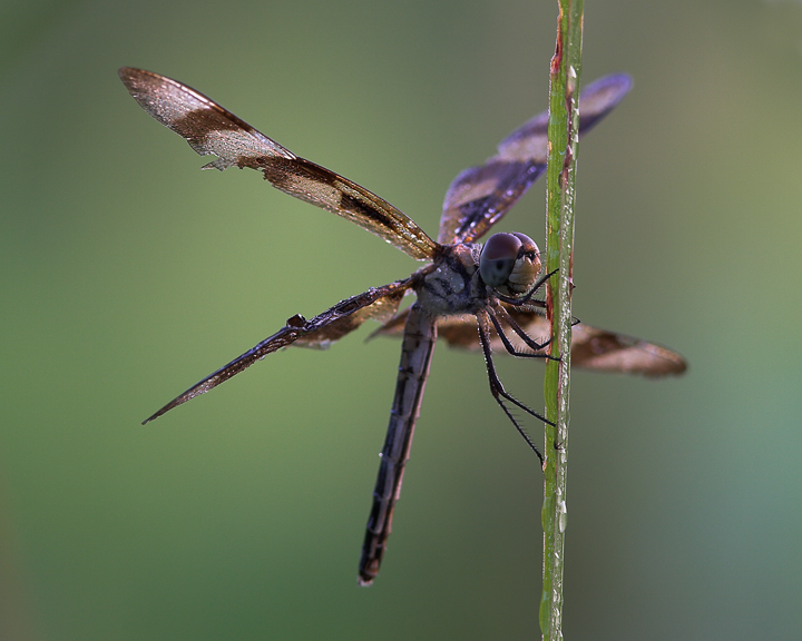 Halloween Pennant