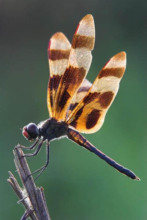Backlit