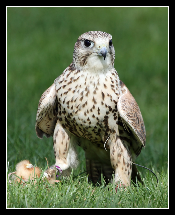 Falcon