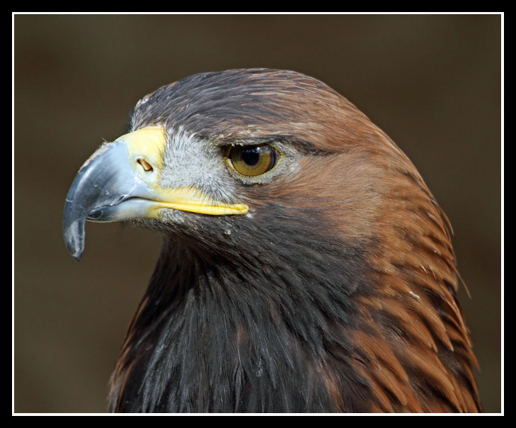 Golden Eagle
