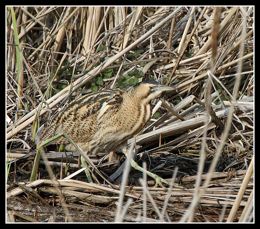 Bittern 