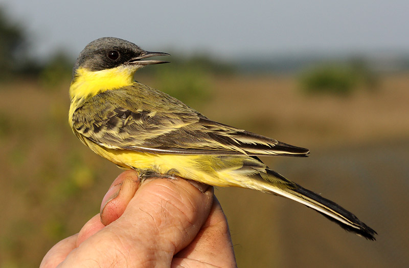 Yellow wagtail (Scandinavian race) - Motacilla flava thunbergi, Groot Schietveld, 31/08/08