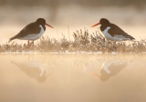 Oystercatchers on a very cold spring morning - Haematopus ostralegus